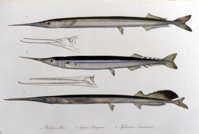 Havsnålen. Naturhistorisk styrelse. 1800-talet. av Unknown artist
