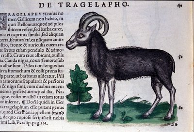 Fåren i Historia Animalium av Conrad Gesner (1516 - 1565), Tiguri av Unknown artist
