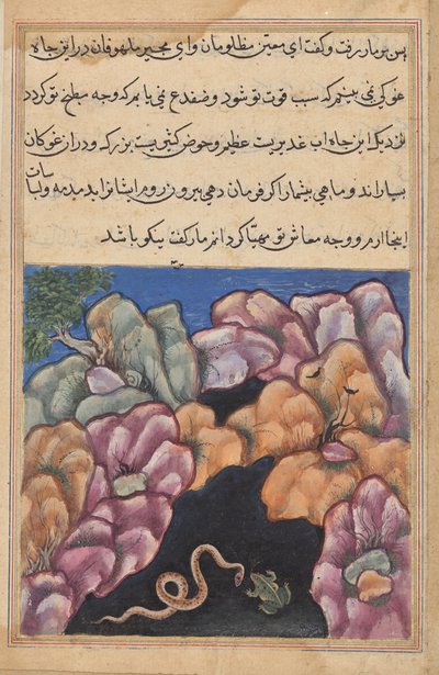 Ormen inleder ett argument med grodan, från en Tuti-nama (Berättelser om en papegoja): Twenty-sixth Night av Unknown artist