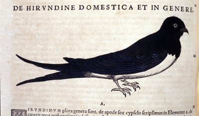 Svalan efter Historia animalium av Konrad Gesner, Tiguri av Unknown artist