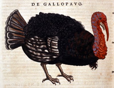 Kalkonen efter Historia Animalium av Conrad Gesner, Tiguri 1560. Biblioteca Nazionale Braidense. Milano av Unknown artist