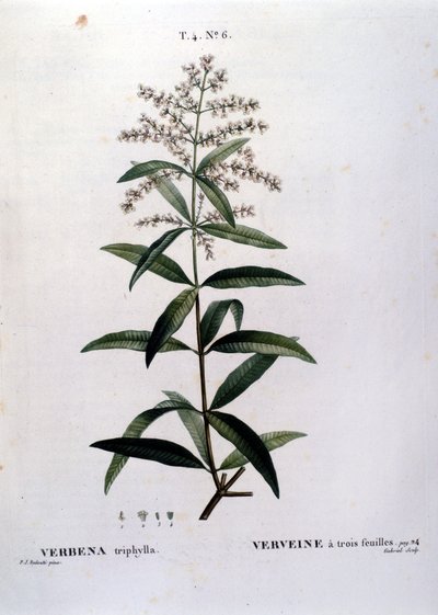 Verbenan. 1800-talsgravyr. av Unknown artist