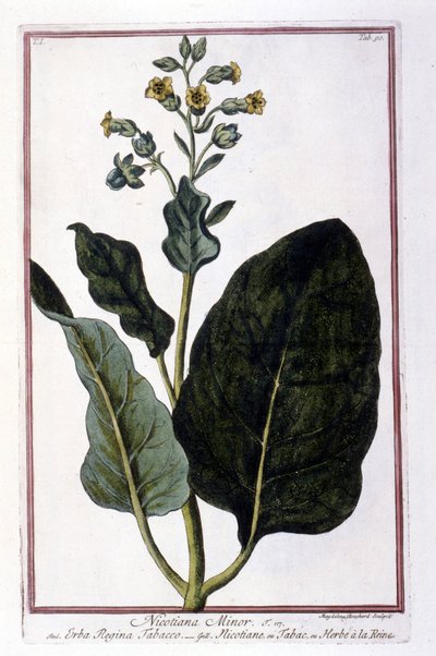 Tobaksväxt (Nicotiana Minor). Botanisk tavla från ett 1700-talsherbarium. av Unknown artist