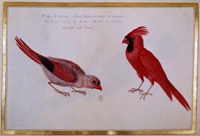 Två kardinalfåglar, röd sparv från Indien. 1700-talets ornitologiska styrelse. Paris, B.N. av Unknown artist