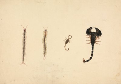 Två skorpioner och två tusenfotingar av Unknown artist