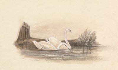 Två svanar på en sjö av Unknown artist