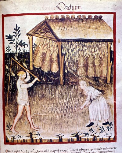 Två bönder återhämtar kornet. På baksidan förvaras vetestövlarna under ett skydd. Belysning från mjölkning av medicin och diet "" Tacuinum sanitatis"" av Unknown artist