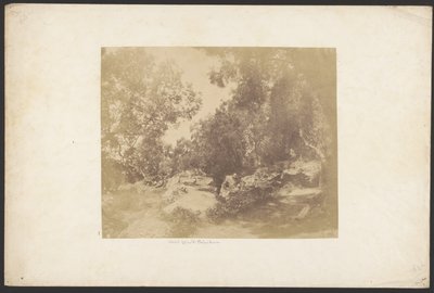 [Ulivi, Via de Palombara]. av Unknown artist