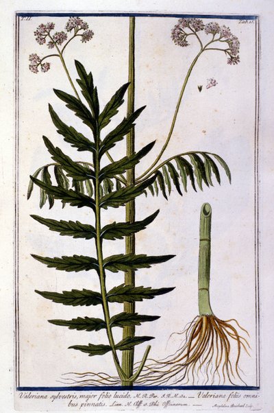 Vänderot. 1700-talsgravyr. av Unknown artist