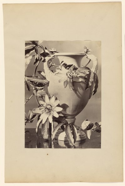 [Vas med passionsblommor] av Unknown artist