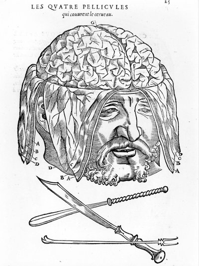 Walter Hermann Ryff: anatomisk beskrivning av alla delar av människokroppen: hjärnan. Paris 1545 av Unknown artist