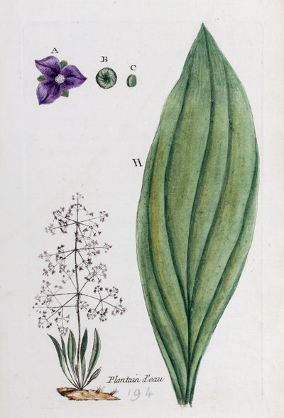Vatten groblad av Unknown artist