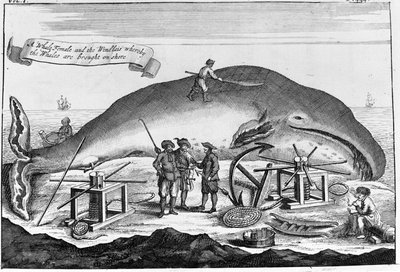 Valfångst: i land, kaskelot rensas.. Fristående gravyr från en bok från början av 1700-talet av Unknown artist