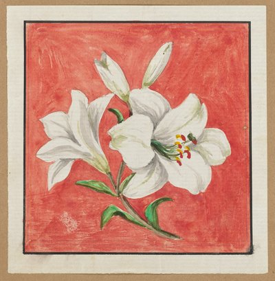 [White Lily] av Unknown artist