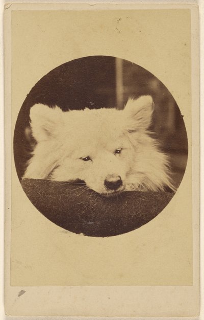 [Vit hund med hakan på en kudde] av Unknown artist