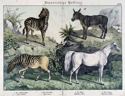 Zebror, åsna och häst - i "" Natural histories of mammals"", red. Schreiber av Unknown artist