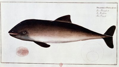 Zoologi: tavla som representerar ett tumlare, vattenlevande däggdjur. Tryck från början av 1700-talet B.N. Paris av Unknown artist