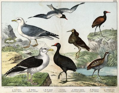 a: Fightern (Machetes pugnax), b: Chicken Gallinula chloropus, c: Genetisk rale (Crex pratensis), d: Jacana (Jacana vinstock), e: Svartögd mås (Hydrocolaeus ridibundus), f: Mås (Larus). marinus), g: Fiskmås (Larus argentus) - I ”Natural Hist av Unknown artist