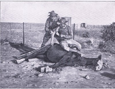 Det var nära ögat. En sårad scout som har fått sin häst skjuten under sig, från After Pretoria: The Guerilla War publicerad av Harmsworth Bros Limited av Unknown photographer