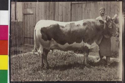 Ko - Pinzgau Gelbscheck av Unknown photographer