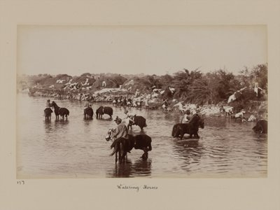Indiska kavallerister som vattnar sina hästar under övningslägret i Delhi av Unknown photographer