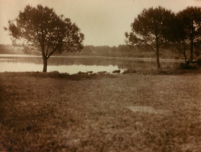 Landskap på Brijuniöarna av Unknown photographer