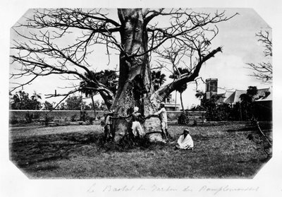 Baobaben i grapefruktträdgården, Mauritius - i "" Souvenir de l