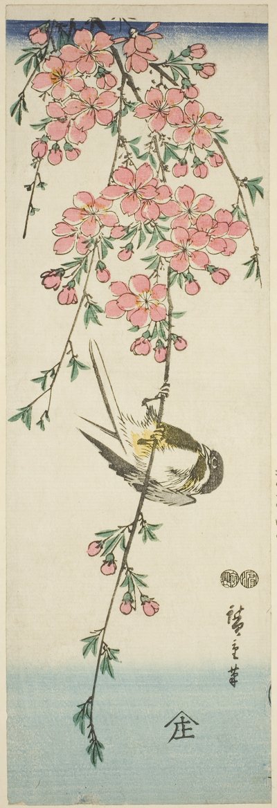 Talgoxar och körsbärsblommor av Utagawa Hiroshige
