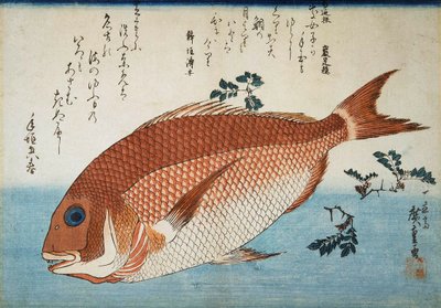 Röda havsbraxen, 1832-1834. av Utagawa Hiroshige