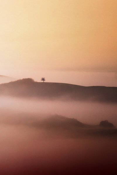 Lone Tree Golden Mist av Vanja Tajnsek