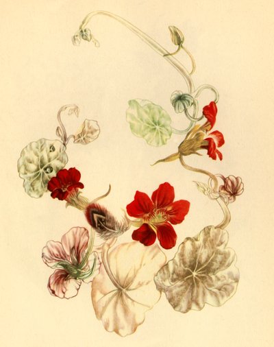"Nasturtium", c1930-talet 1946. av Vere Temple