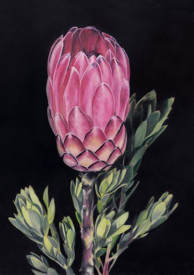 Exotisk rosa protea av Viccy Wanliss