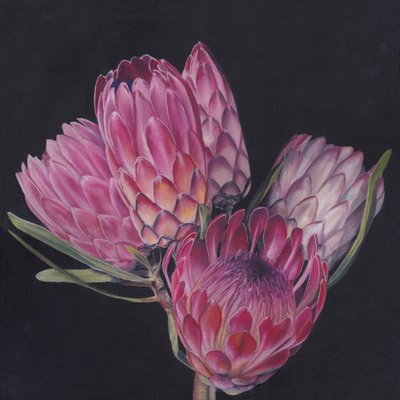 Exotiska rosa proteor av Viccy Wanliss