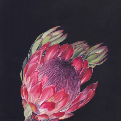 Ljusrosa protea av Viccy Wanliss