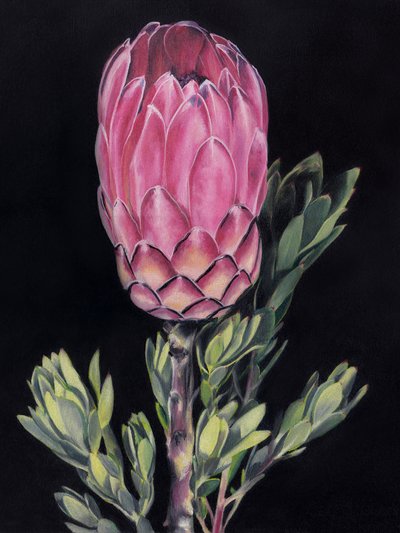 Ljusrosa protea av Viccy Wanliss