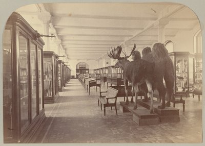 Pl. II. Nedre berättelse: Däggdjur av Victor Prevost, Gaston L. Feuardent and Co., New York