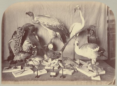 Pl. XIII. Fåglar av Victor Prevost, Gaston L. Feuardent and Co., New York