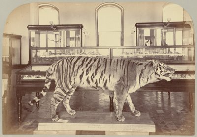 Pl. XI. Bengalisk tiger av Victor Prevost, Gaston L. Feuardent and Co., New York