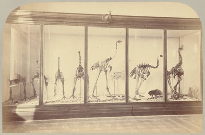 Pl. XV. Fossila fåglar: Nya Zeeland av Victor Prevost, Gaston L. Feuardent and Co., New York