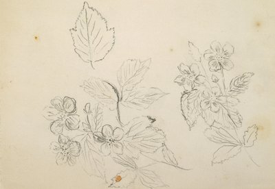 Recto: Blomsterstudie, 1869-1871 av Vincent Colyer