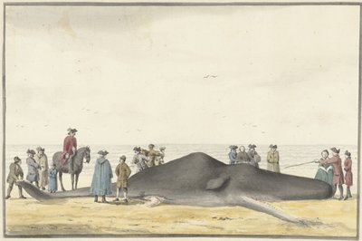 Sköljd kaskelot (cachelot) på stranden mellan Zandvoort och Wijk aan Zee, 20 februari 1762, sedd framifrån av Vincent Jansz. van der Vinne