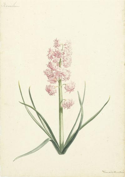 Hyacint Koralien av Vincent Laurensz. van der Vinne (II)