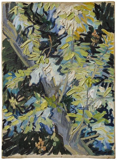 Blommande akacia av Vincent van Gogh
