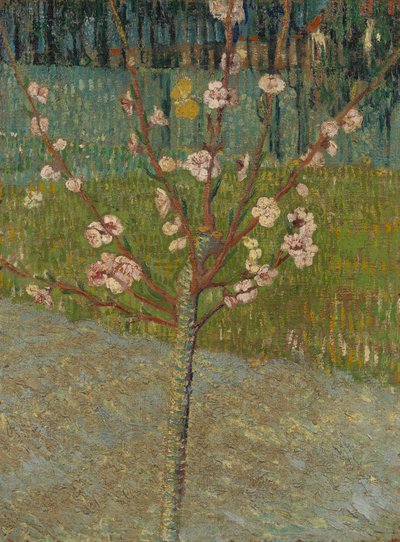 Mandelträd i blom av Vincent van Gogh