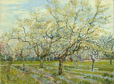 Den vita fruktträdgården av Vincent van Gogh