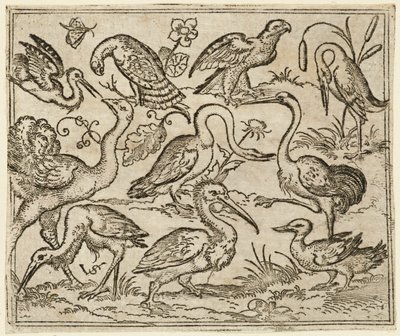 Struts på vänster sida med nio andra fåglar, inklusive en häger och en pelikan..., 1557. av Virgil Solis