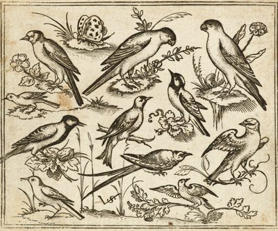 Elva fåglar som sitter på fläckar av blommande löv och små grenar på en minimal mark med en fjäril, från Douce Ornament Prints Album I av Virgilius the elder (after) Solis
