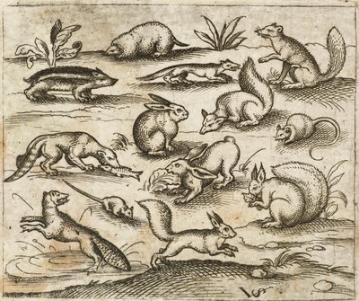 Grupp av små skogsvarelser som äter och springer runt en damm, inklusive en möss, kanin, ekorre, tvättbjörn, skogsklocka, iller, mård och grävling, från Douce Ornament Prints Album I av Virgilius the elder (after) Solis