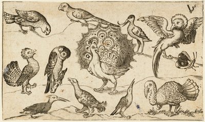 Påfågel i mitten omgiven av nio andra fåglar, inklusive en kalkon, och en fjäril på en minimal mark med en liten gräslapp, från Douce Ornament Prints Album I av Virgilius the elder (after) Solis