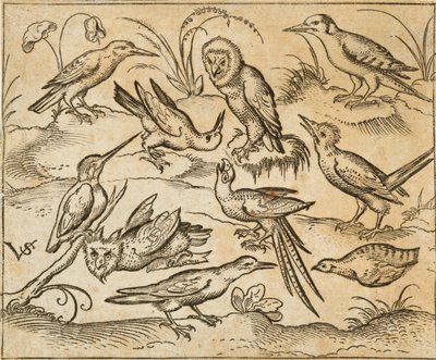 Tio fåglar som sitter på grenar och gräsfläckar, inklusive två ugglor och en fågel med långa stjärtfjädrar som kvittrar med huvudet bakåt i mitten, från Douce Ornament Prints Album I av Virgilius the elder (after) Solis